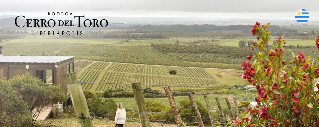 cerro-del-toro-vinicola-uruguai